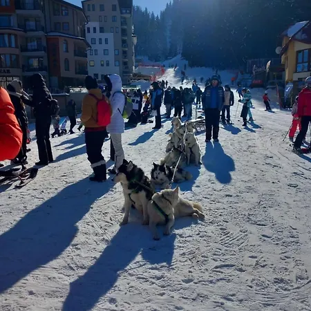 Appartement студио, стената Pamporovo